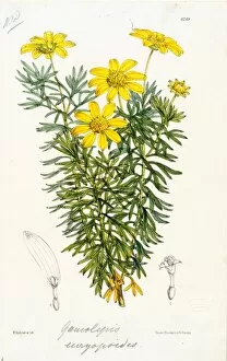 Botanical Art Gallery: Gamolepis euriopoides, DC