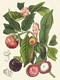 Edible Plants Gallery: Garcinia mangostana, 1863