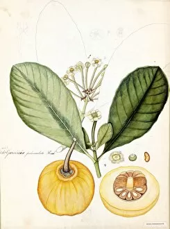 William Roxburgh Gallery: Garcinia pedunculata, Roxb