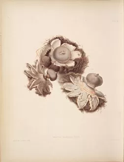 Mushroom Gallery: Geastrum limbatum, 1847-55
