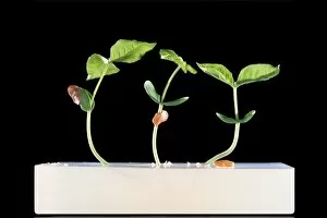 Growth Gallery: Germination and growth of seeds
