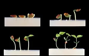Plants and Fungi Collection: Germination and growth of seeds