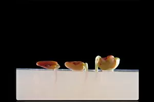 Plants and Fungi Gallery: Germination and growth of seeds