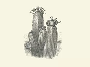 Botanical Drawing Gallery: Giant cereus, 1854