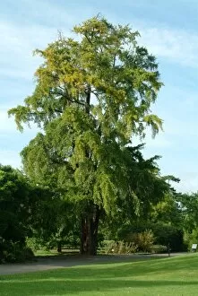 Trees in the landscape Collection: Ginkgo biloba