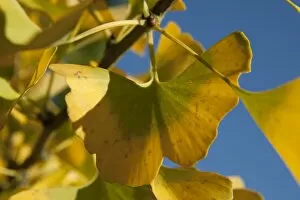 Season Gallery: Ginkgo biloba, Maidenhair Tree