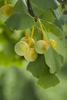 Close-ups Collection: Ginkgo fruits