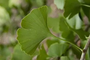 Close-ups Collection: Ginkgo leaf