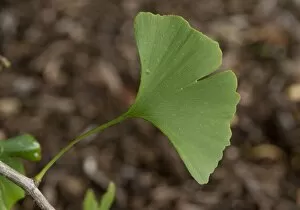 Close-ups Collection: Ginkgo leaf