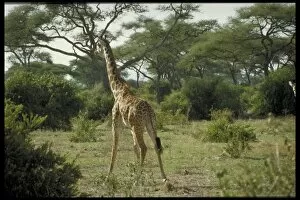 003984lt Collection: Giraffes, Tanzania