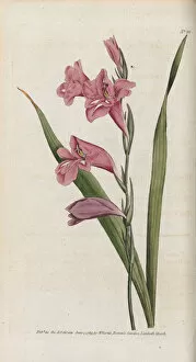 18th Century Gallery: Gladiolus communis, 1790