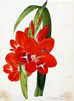 Iridaceae Collection: Gladiolus cruentus, T. Moore (Blood-red Gladiolus)