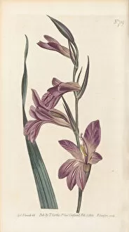 Purple Flower Gallery: Gladiolus italicus, 1804