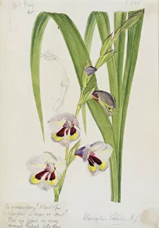 Watercolour On Paper Collection: Gladiolus papilio, 1866
