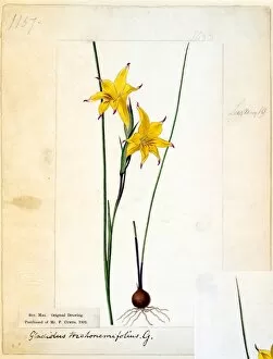 Botanical Art Collection: Gladiolus trichonemifolius, Ker. Gawl. ( Trichonema-Leaved Cornf