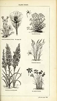 Botanical Illustration Collection: Gladiolus x brenchleyensis