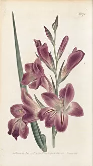 Hand Coloured Gallery: Gladiolus x byzantinus, 1805