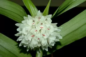 Epiphyte Gallery: Glomera montana Rchb.f