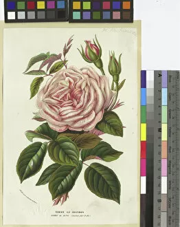 Botanic Illustration Collection: Glorie de Dijon - Rosier Ile - Bourbon