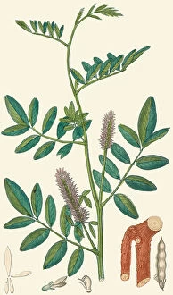 Botanical Drawing Collection: Glycyrrhiza glabra, 1832