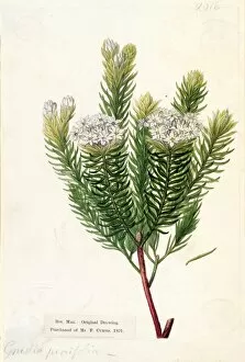 Botanical Art Collection: Gnidia pinifolia, L. (Pine-leaved Gnidia)