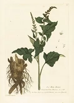 Botanical Illustration Collection: Good King Henry