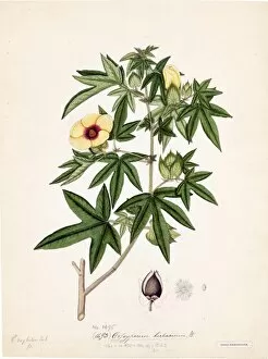 19th Century Gallery: Gossypium herbaceum, Willd. (Cotton)