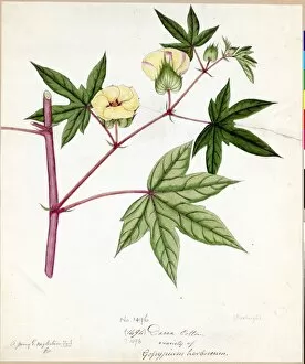 William Roxburgh Collection: Gossypium herbaceum, Willd. (Dacca cotton)