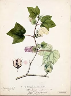 Botanical Art Gallery: Gossypium religiosum, Willd. (Nankeen or brown cotton)