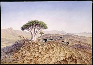 Landscapes Collection: The Great Tree-Aloe of Damaraland (Aloe dichotoma)