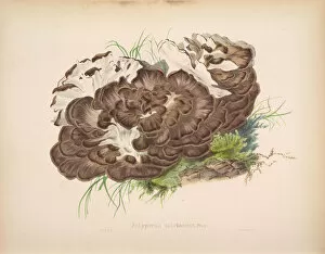 Images Dated 13th July 2022: Grifolia frondosa, 1847-1855