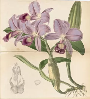 Orchids Collection: Guarianthe skinneri (Guaria morada), 1846