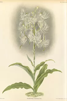 Botanical Illustration Collection: Habenaria medusa, 1885-1906