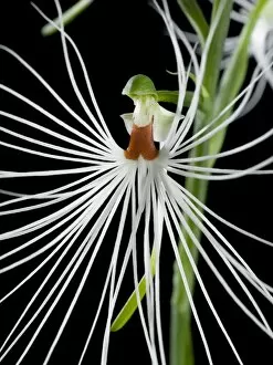 Flowers Gallery: Habenaria medusa orchid