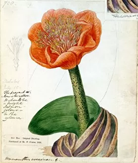 Curtis's Botanical Magazine Gallery: Haemanthus coccineus, L. (Salmon-coloured Blood-flower)