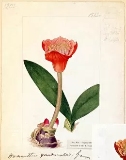 Botanical Art Gallery: Haemanthus quadrivalvis Jacq. ( Hairy-leaved Scarlet Haemanthus')