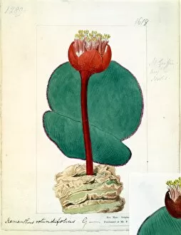 Amaryllidaceae Collection: Haemanthus rotundifolius, Ker Gawl. ( Round-leaved Bloodflower )