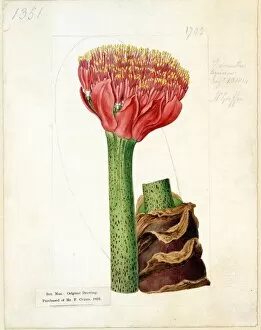 Botanical Art Gallery: Haemanthus tigrinus, Jacq. ( Tiger-spotted Blood-flower )