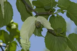 Images Dated 2008 May: Handkerchief tree