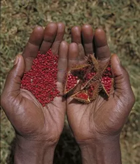 Seed Collection: Hands with Bixa orellana seeds