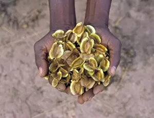 Seed Gallery: Hands holding Combretum fragrans seeds