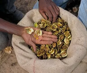 Africa Gallery: Hands holding Combretum fragrans seeds