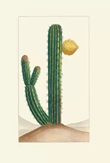 Volume 1 Collection: Harrisia divaricata, 1821