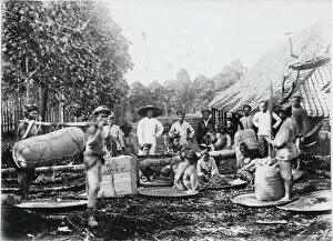 Bark Collection: Harvesting and processing cinchona bark on a Java plantation