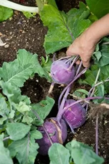 Harvesting purple kohlrabi