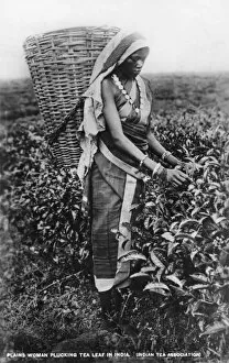 History Gallery: Harvesting tea leaves, India