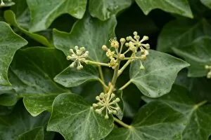 Plants and Fungi Gallery: Hedera, ( ivy)