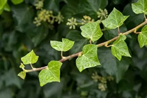 Plants and Fungi Gallery: Hedera, ( ivy)