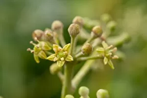 Araliaceae Gallery: Hedera ( ivy flower)