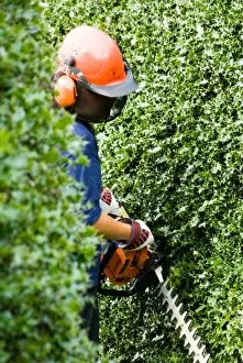 In the gardens Collection: Hedge trimming, RBG Kew
